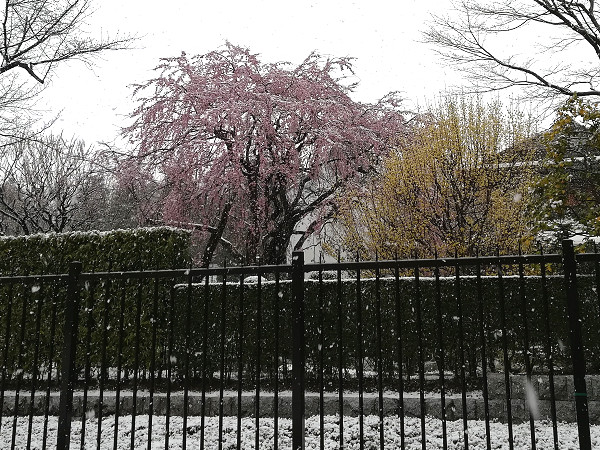 江戸東京たてもの園の桜となごり雪