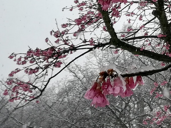 寒緋桜となごり雪