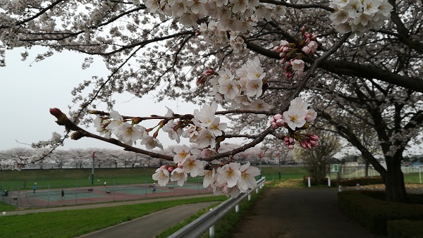 入曾多目的広場の桜