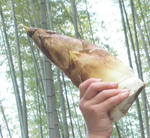 cec00b74.jpg
