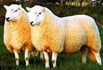 cheviot.jpeg