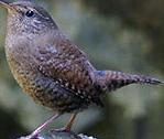 Winter-wren.jpg