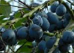 damson.jpeg