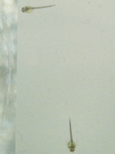 120131.gif