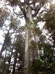 takachiho1.jpg