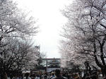 yasukuni3.jpg