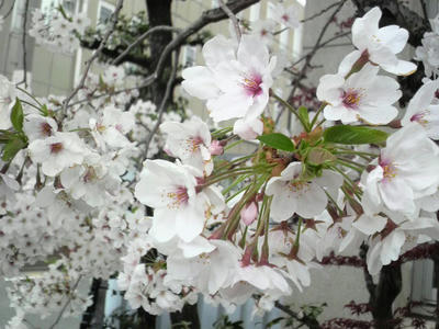 2010040914280002.jpg
