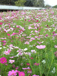 Image134.jpg