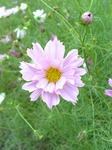 Image131.jpg