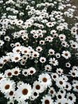CA3C0619.JPG