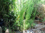 CA3C0835.JPG