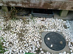 PAP_0036.JPG