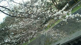 三分桜