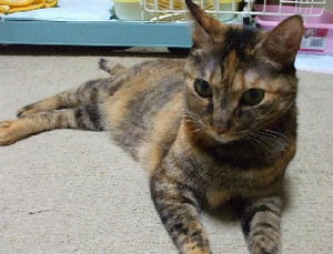 choko2007-7.JPG