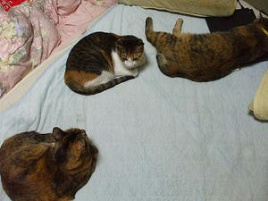 DSCF0462.jpg
