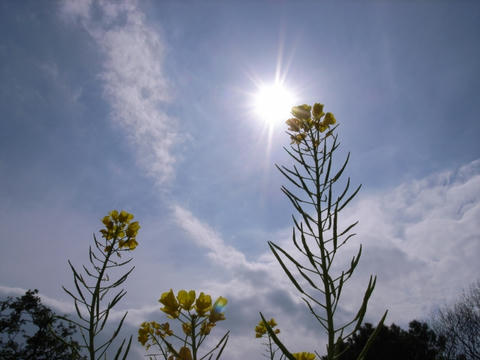 太陽と菜の花のランデブー