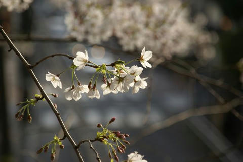 桜に差す光