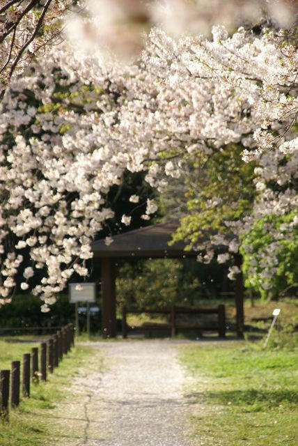 桜散る