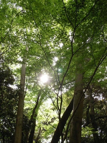 森の奥から