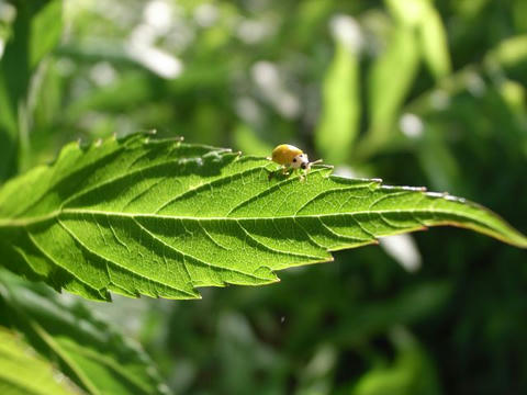 葉の綱渡り