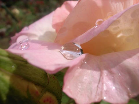 薔薇の上で