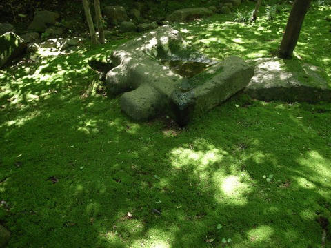 苔生す中