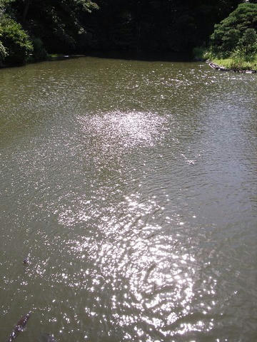 泳ぐ光