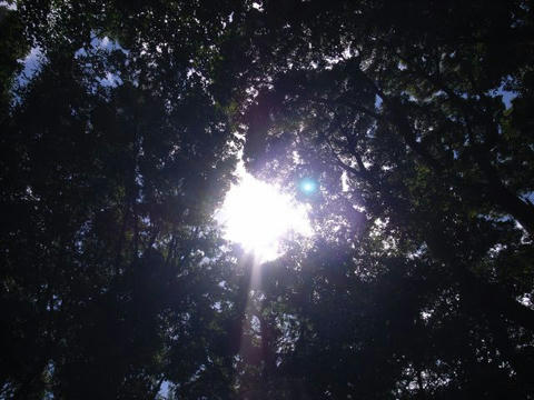 木の間から