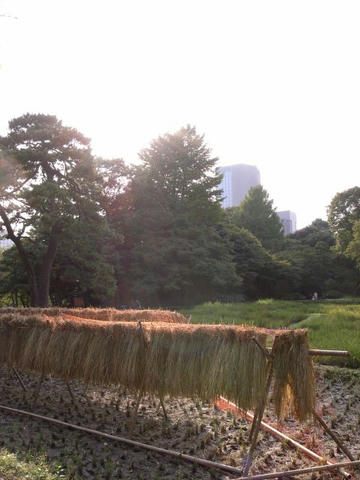 実りの秋