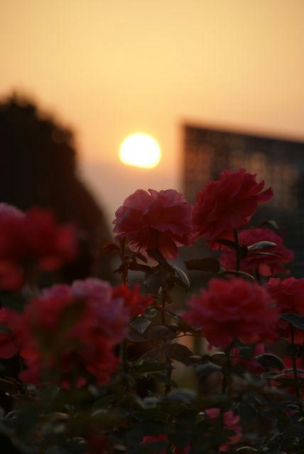 夕日を見つめて