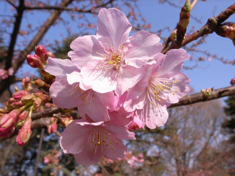 河津桜