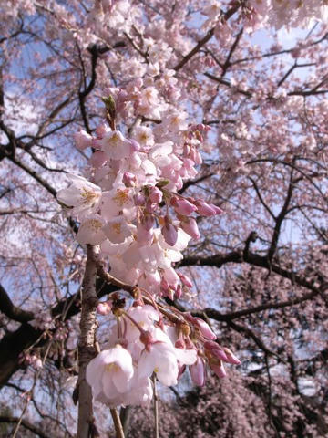 枝垂れ桜