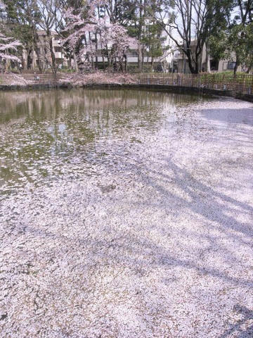 花筏に