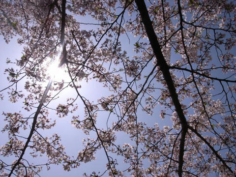 桜の木の下から