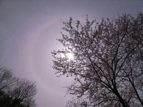 桜に暈