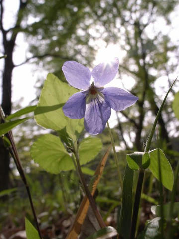 スミレの花