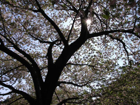 八重桜に