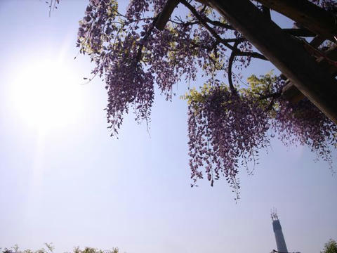 藤と東京スカイツリー