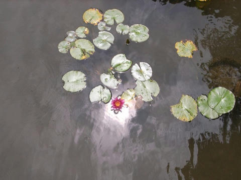 池の中で