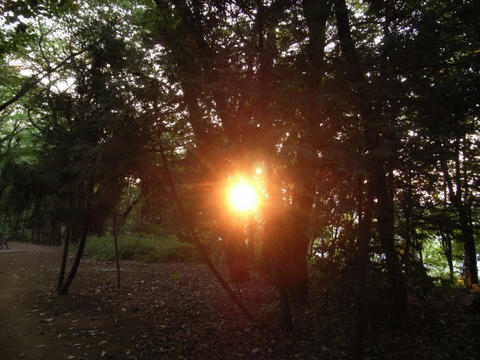 夕日に向かって