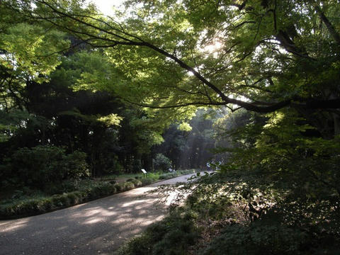 光り降る