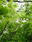 07-shokubutsuen4.jpg