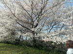 20120402_143329-1.jpg