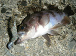 DSCF1443.JPG