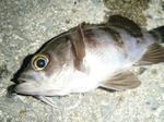 DSCF1444.JPG