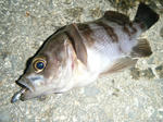 DSCF1448.JPG
