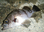 DSCF1452.JPG