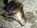 DSCF1482.JPG