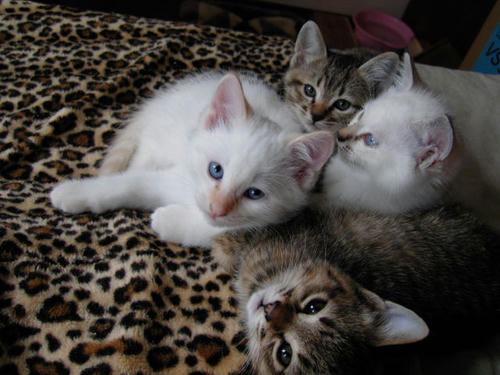 4cats