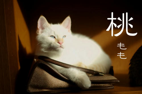 桃
